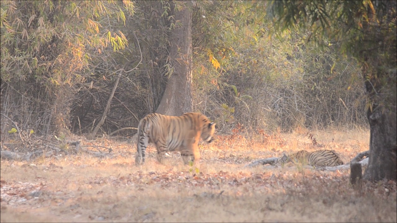 Tiger V/S tiger fight - 