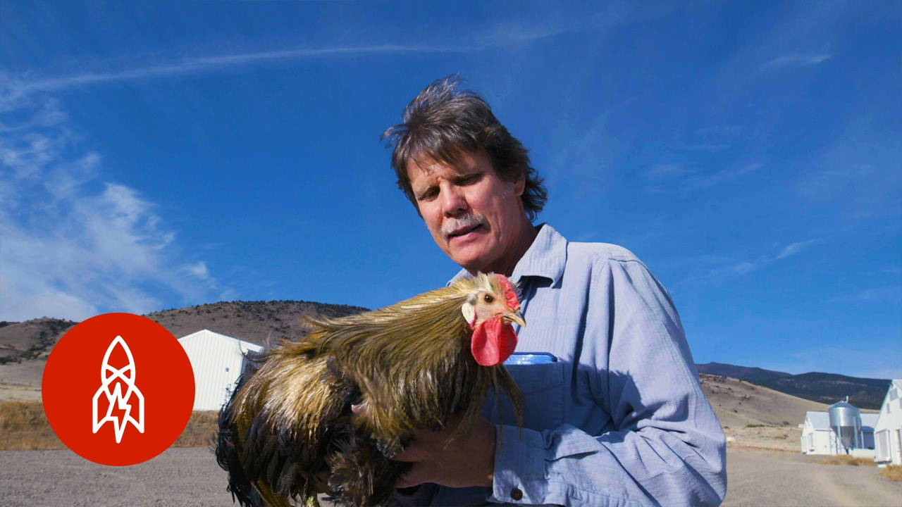Raising Roosters with the Feather King