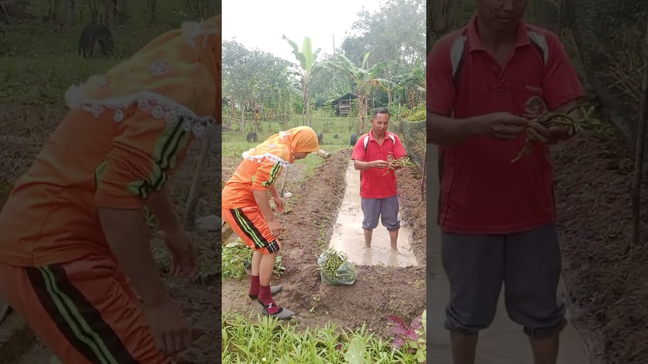 keseruan tanam genjer bersama suami di lokasi PAUD