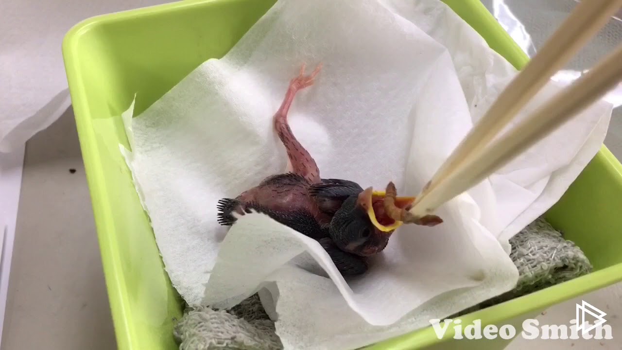 落巣したスズメの雛を巣立ちさせるまでの奮闘記