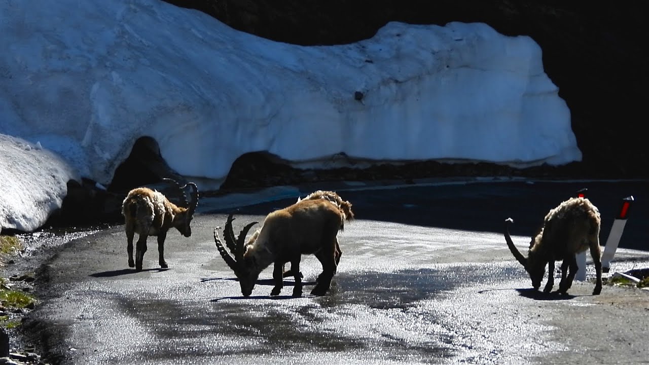 Gli Stambecchi del Passo di Gavia, Ponte di Legno