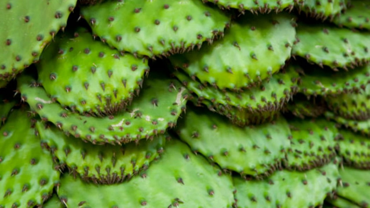 11 Impressive Benefits Of Nopales - Nopal Cactus Health Benefits