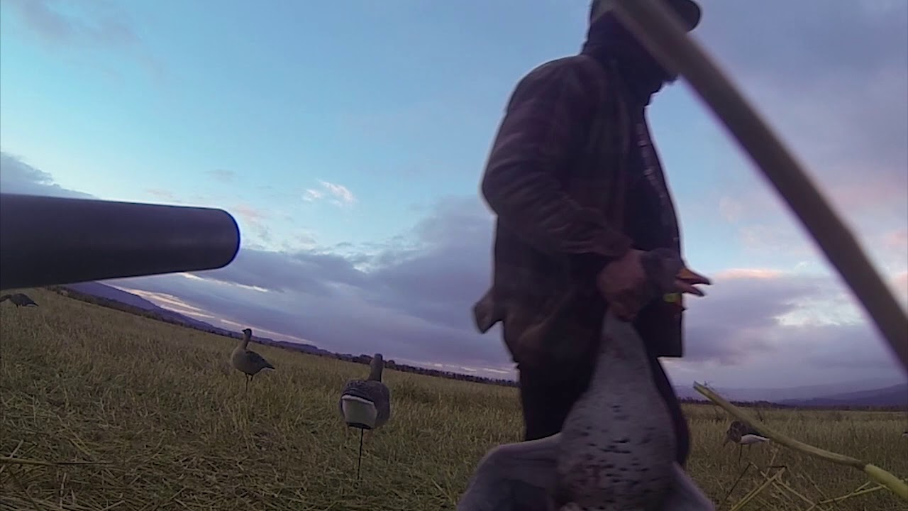 Graylag goose hunting in West Iceland