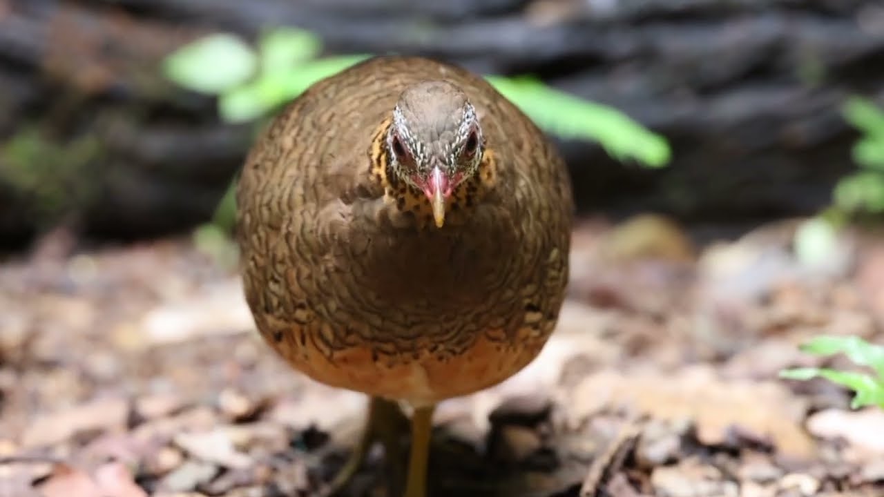 Birding in Kaeng Krachan National Park