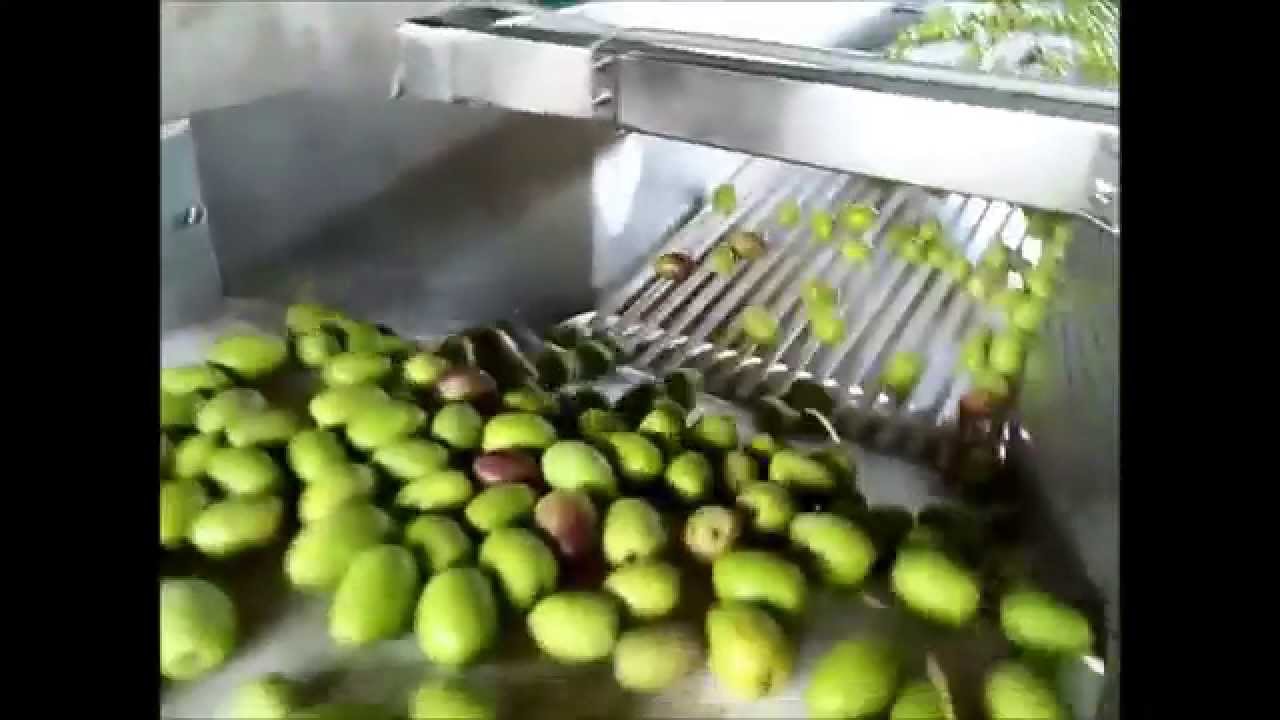 calibradora de aceitunas