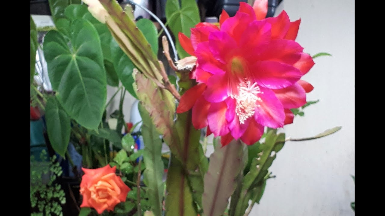 CACTO ORQUÍDEA (Epiphyllum Ackermannii).