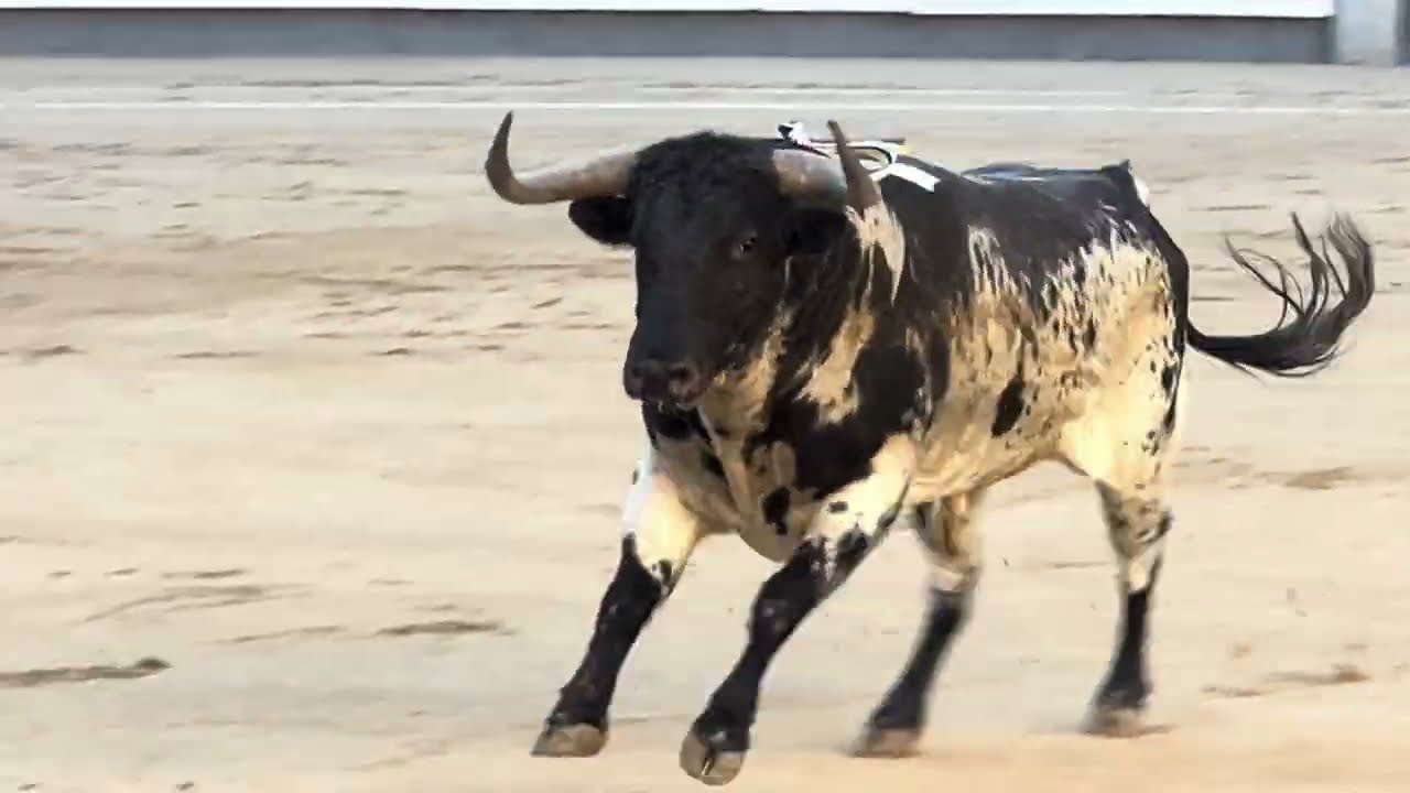 Salida 2º novillo de CONDESSA DE SOBRAL: 