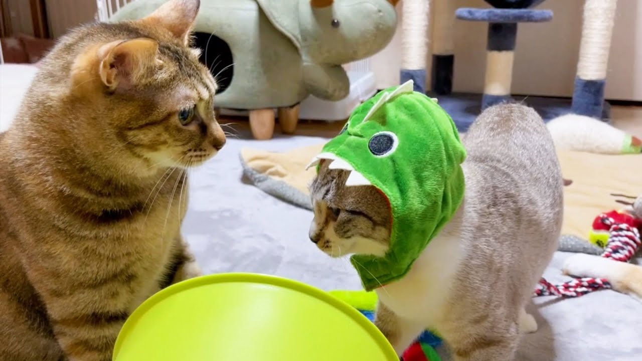 洋服はイヤだったのに被り物はありな子供猫リノ♥