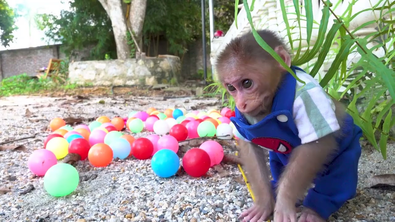 Kiko monkey ball pit FUN