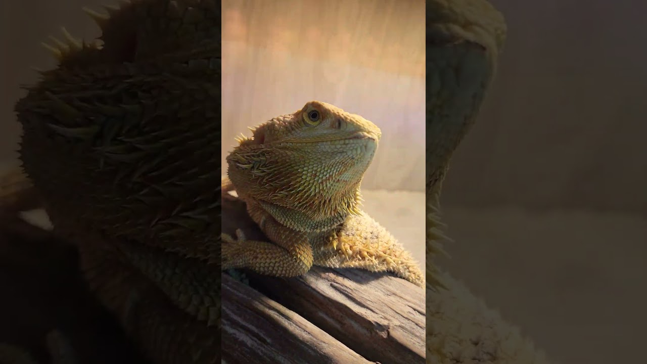 Dl. Plăcintă aka Mr. Pie aka Señor Tarta  