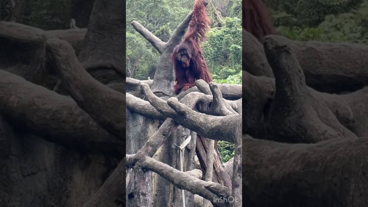 A look inside Taipei Zoo, Raohe Night Market and Rainbow Bridge of our day 2 Taiwan Travel