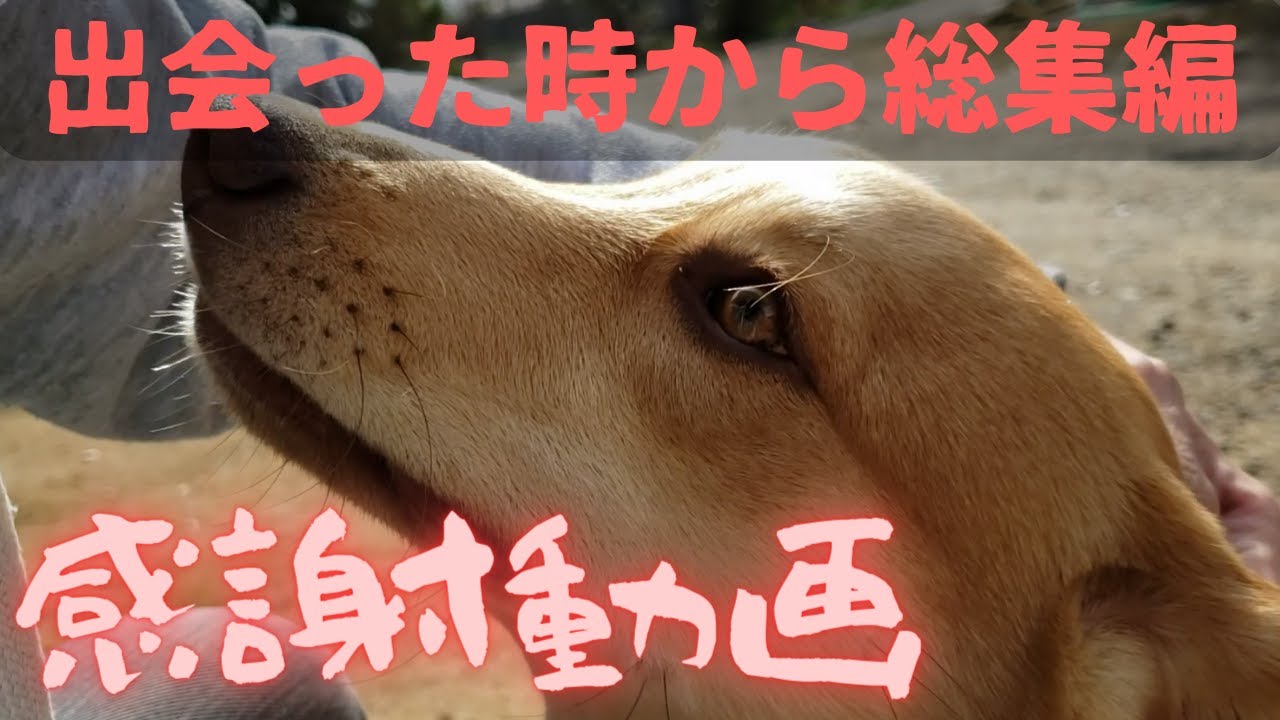 いつもご視聴ありがとうございます ラブと出会った時からの総集編2023春