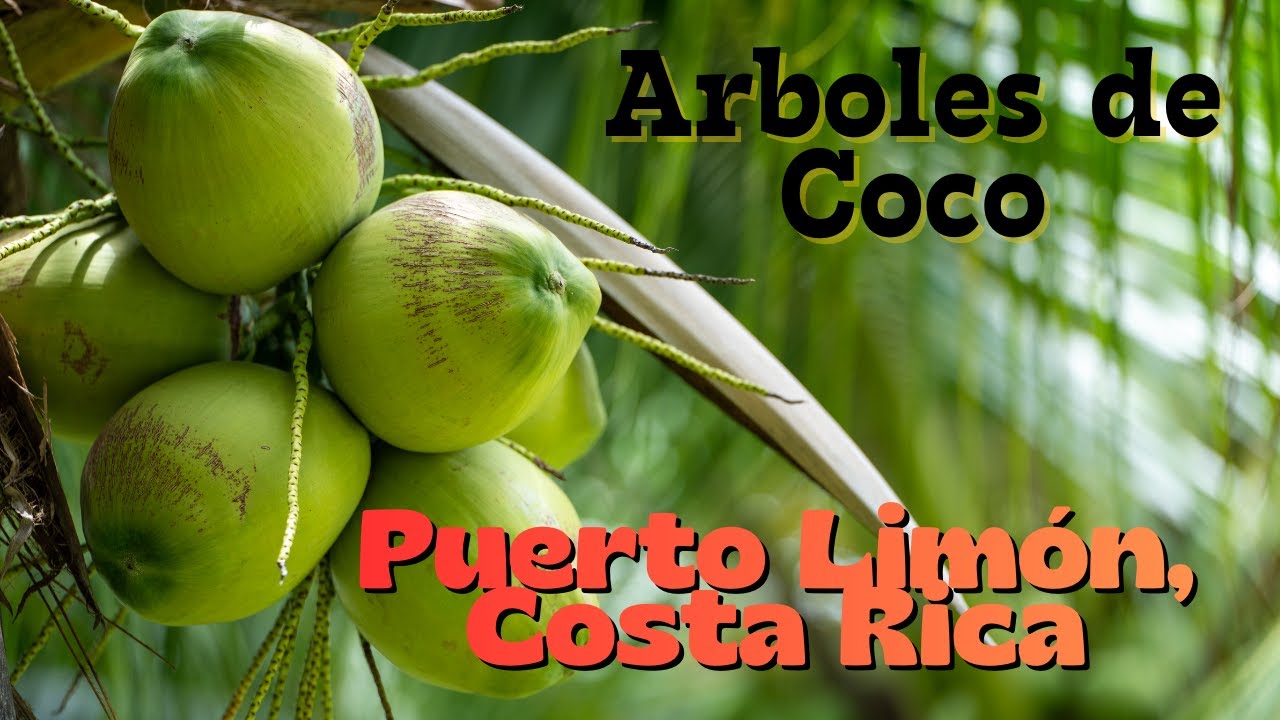 Plantar Arboles de Coco | PUERTO LIMON, Costa Rica