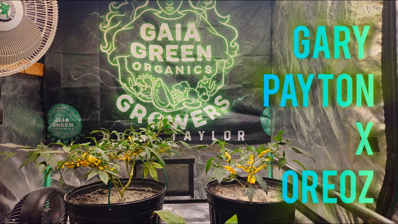 Garyoz week 4 veg from clone update - The Friendly grower