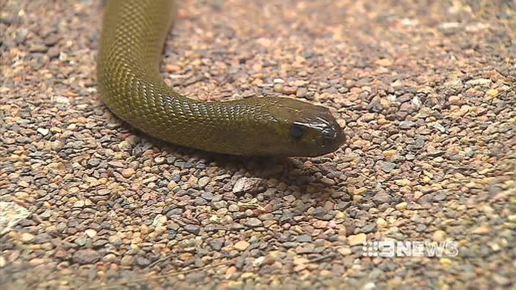 SNAKE WARNING - 13/02/2013