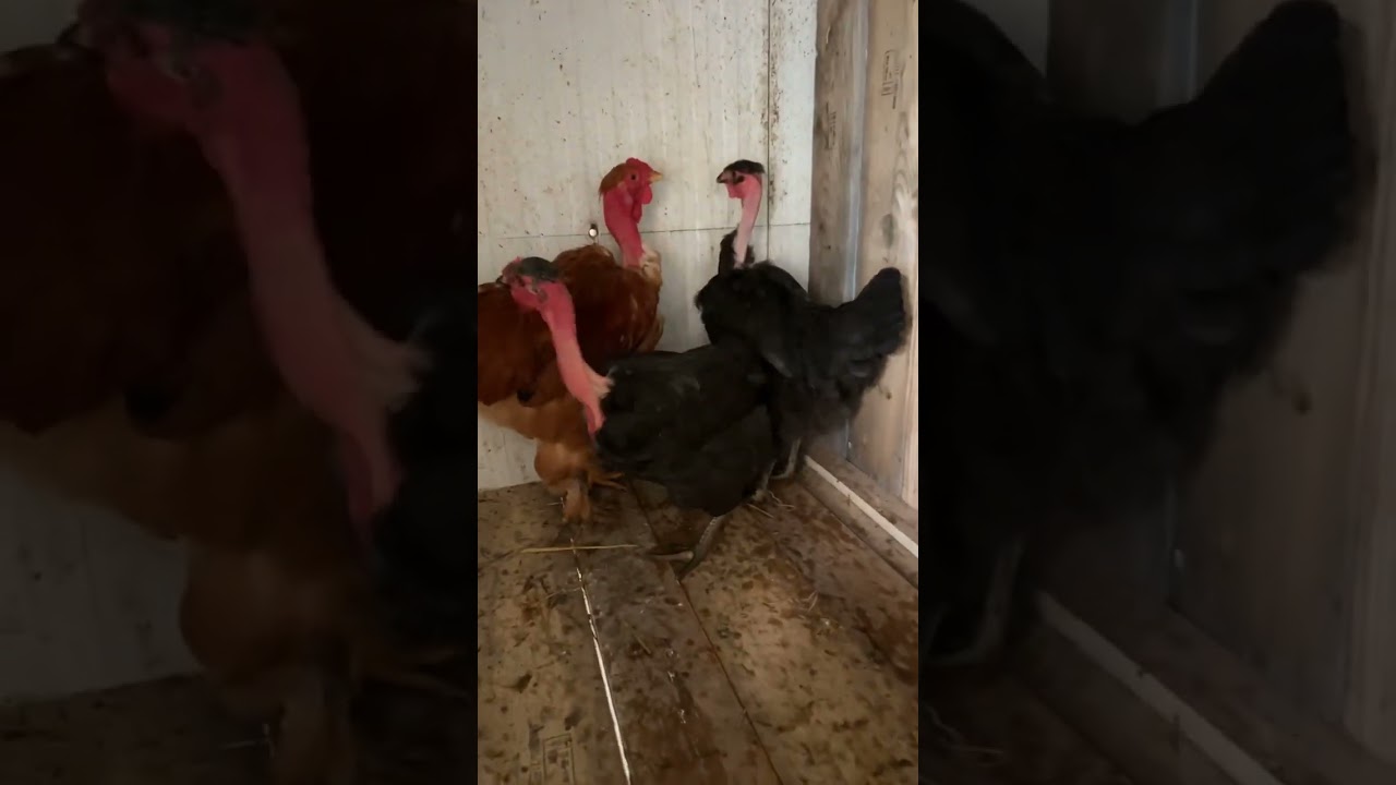 Galline collo nudo/ naked neck hens/ gallinas cuello pelado