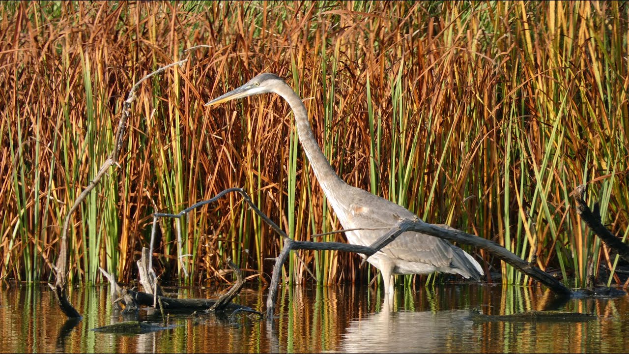 Highlights from Middlefork Savanna, September 23, 2023