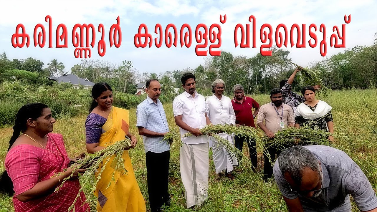 കരിമണ്ണൂർ കാരെള്ള് വിളവെടുപ്പ് മഹോത്സവം |Karimannoour  Sesame Harvest Festival |