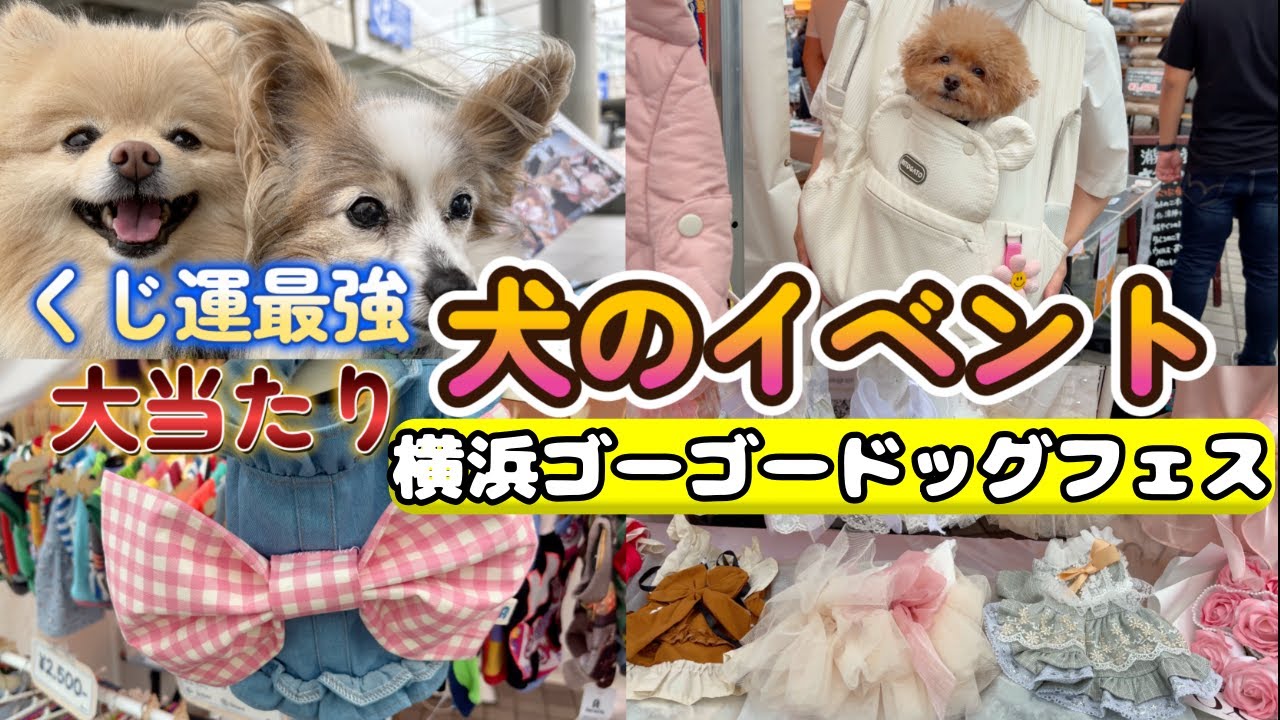 【犬イベント】横浜ゴーゴードッグフェス　イベントで◯◯大当たり‼️