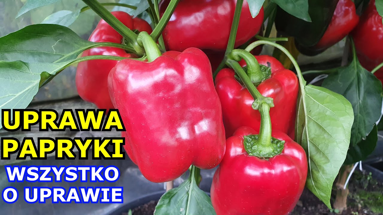 Jak uprawiać Paprykę KROK po KROKU - Siew, Sadzenie, Cięcie, Zgnilizna, Zbiór KOMPLETNY INSTRUKTAŻ