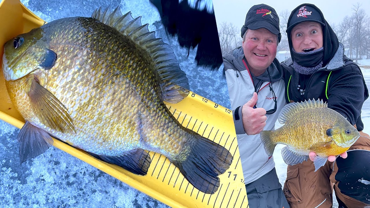 Early Ice SUPER FREAK Bluegills!