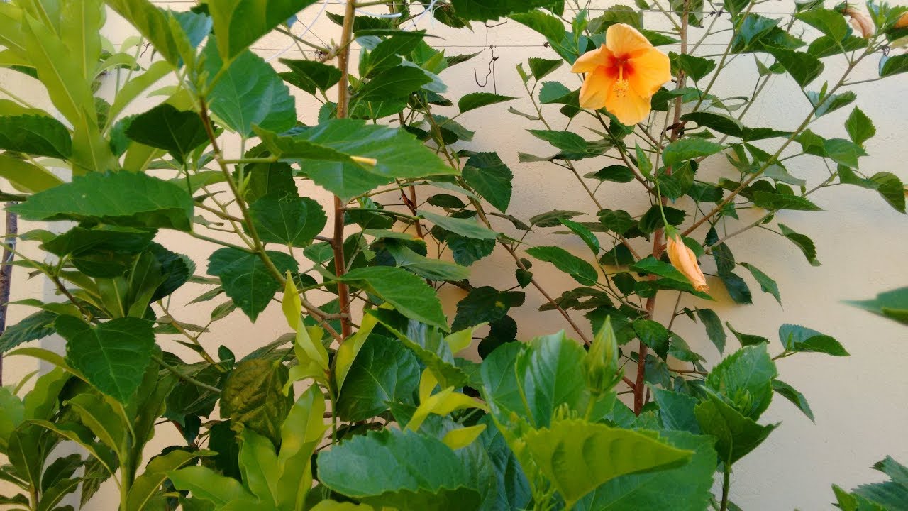 Hibisco como fazer a poda.