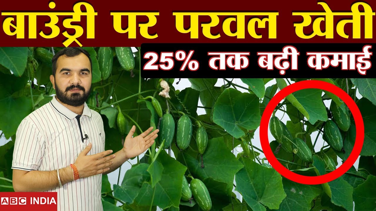 Parwal Ki kheti | ivy gourd farming | Boundary Plants | sabji ki kheti | Low coast farming | parmal