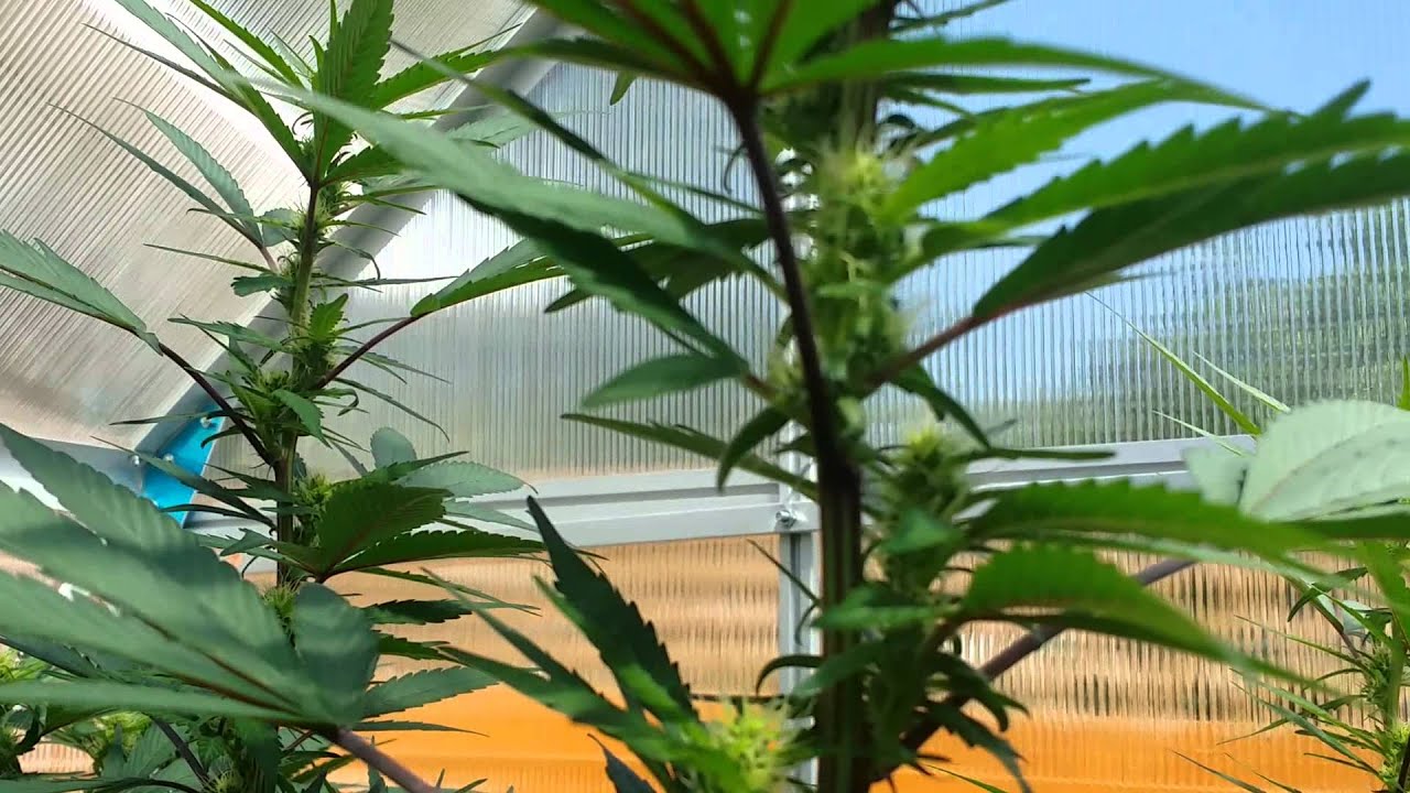 Rare Dankness Flo OG Colorado Greenhouse grow CBD Crew Dj Short GDP