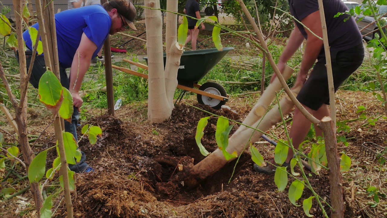 Ep151 - Moringa Taproot POWER! Digging up 2 Moringa Trees to transplant at Stonehaven Food Forest!