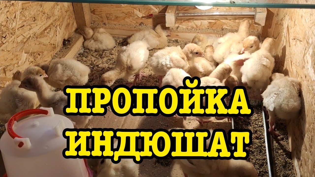 Пропойка индюшат БИГ6 и Грейд Мейкер.