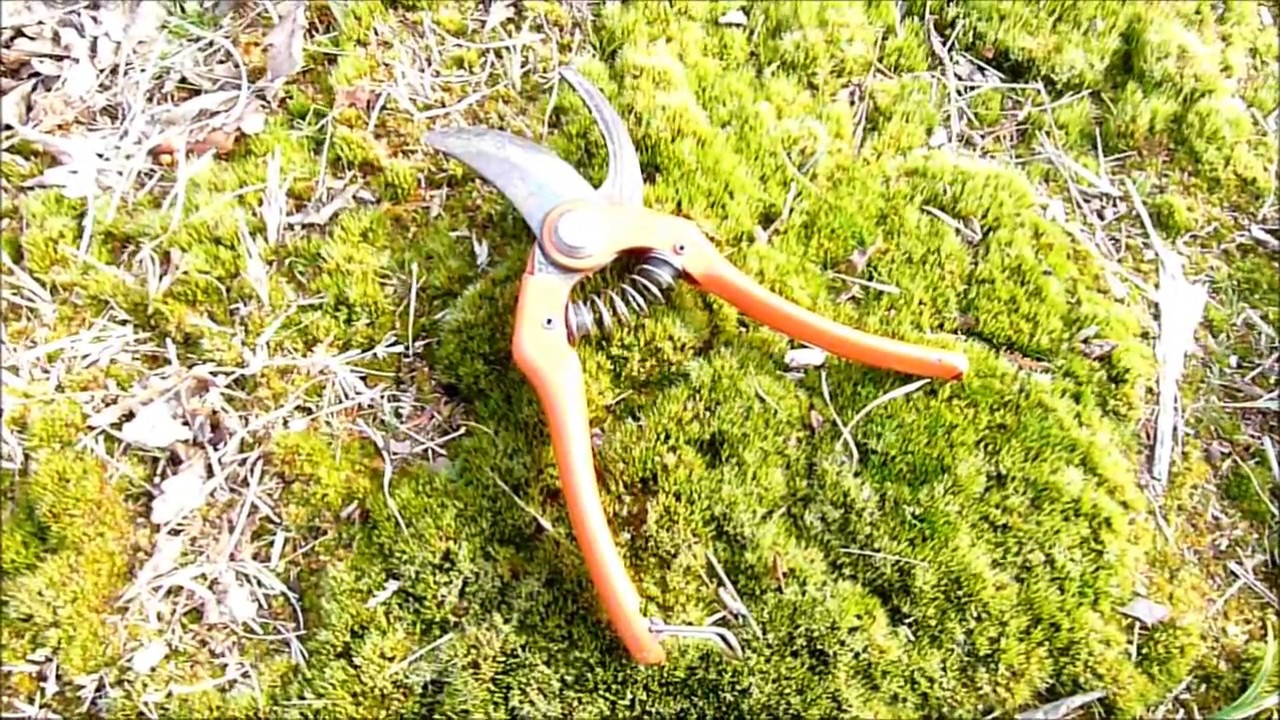 Comment utiliser un sécateur ? - Monjardindansleslandes