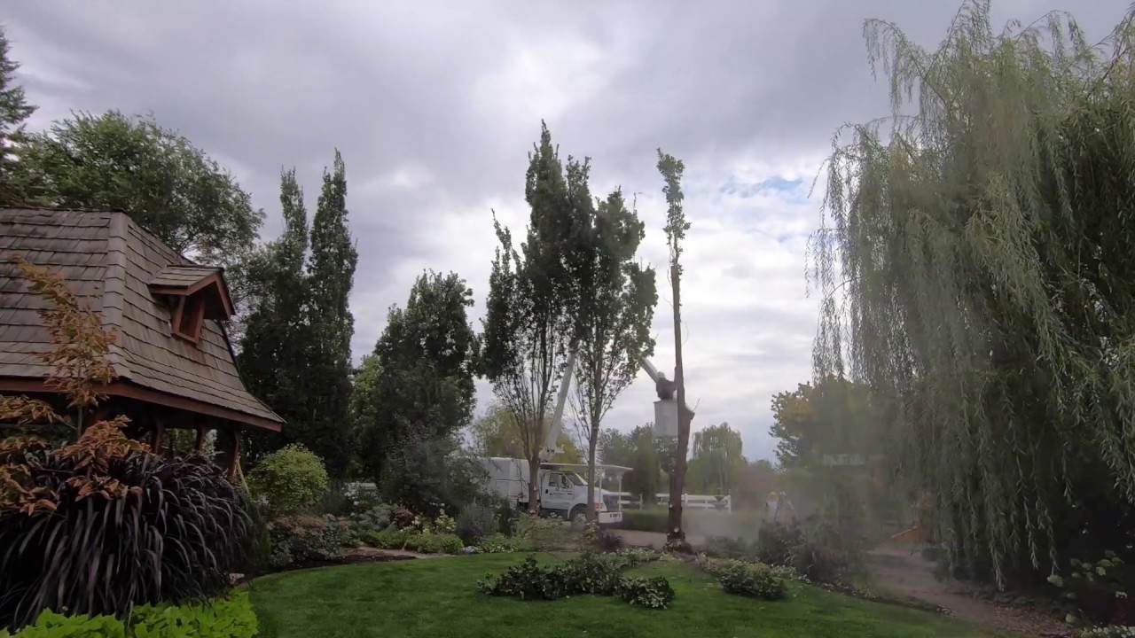 Oak Trees Being Removed and Stumps Ground Out! 🌲