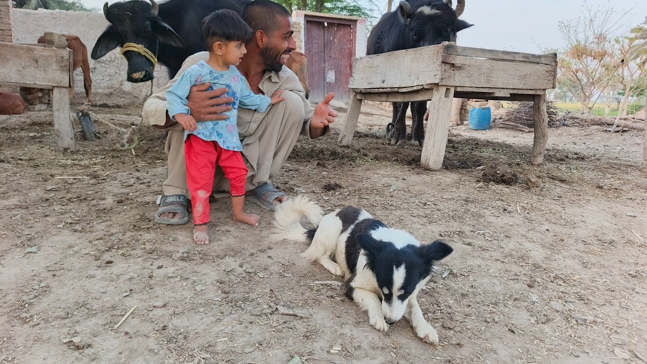 Abbas Jutt ki claver dog🐕🐕 || yah dog Sara Din Aur Raat Mal maveshiyon Ka Khyal rakhti hai🦮🐕‍🦺