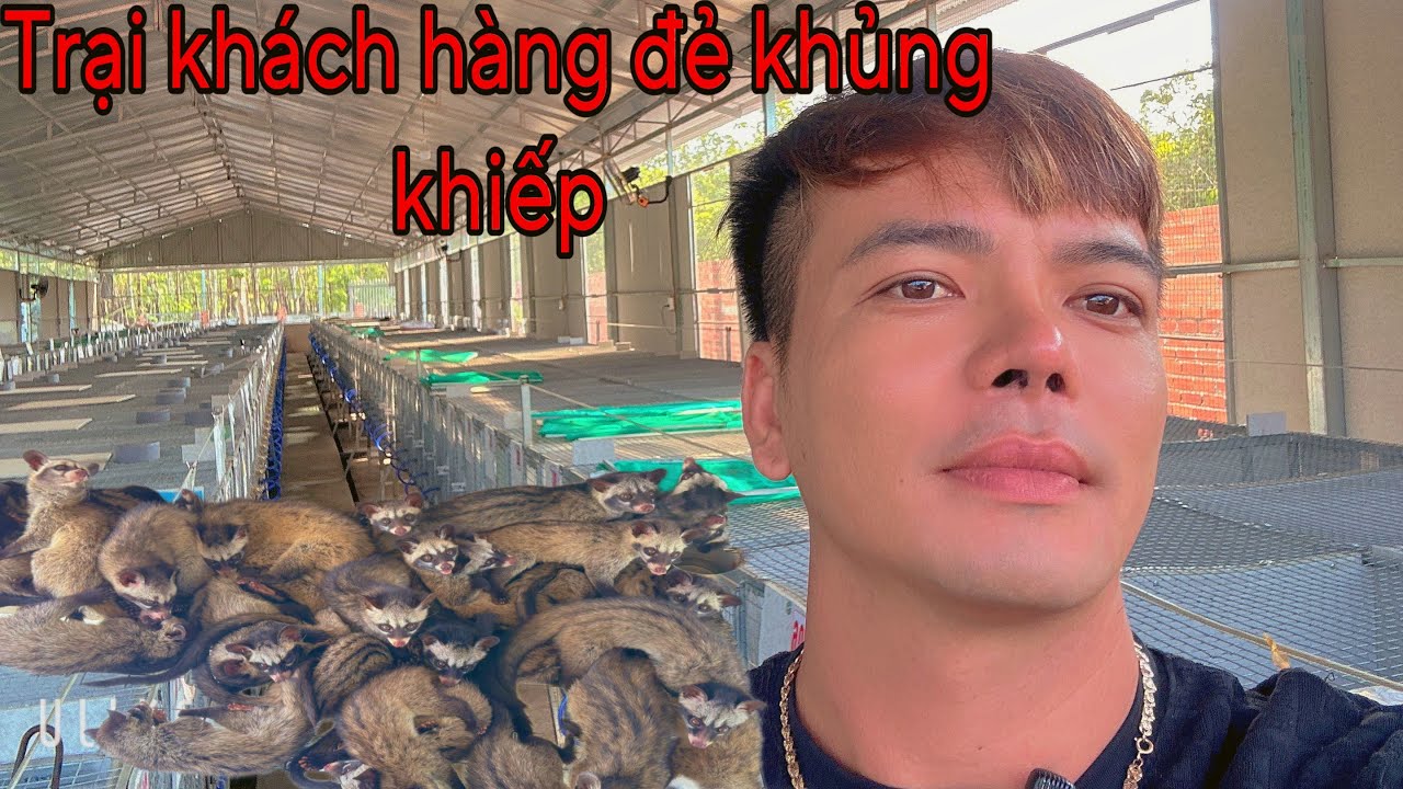 Bàn giao kĩ thuật và 200 chồn nái  giống sau 3 tháng đẻ ko kịp làm chuồng (Chồn Hương  ba Long)