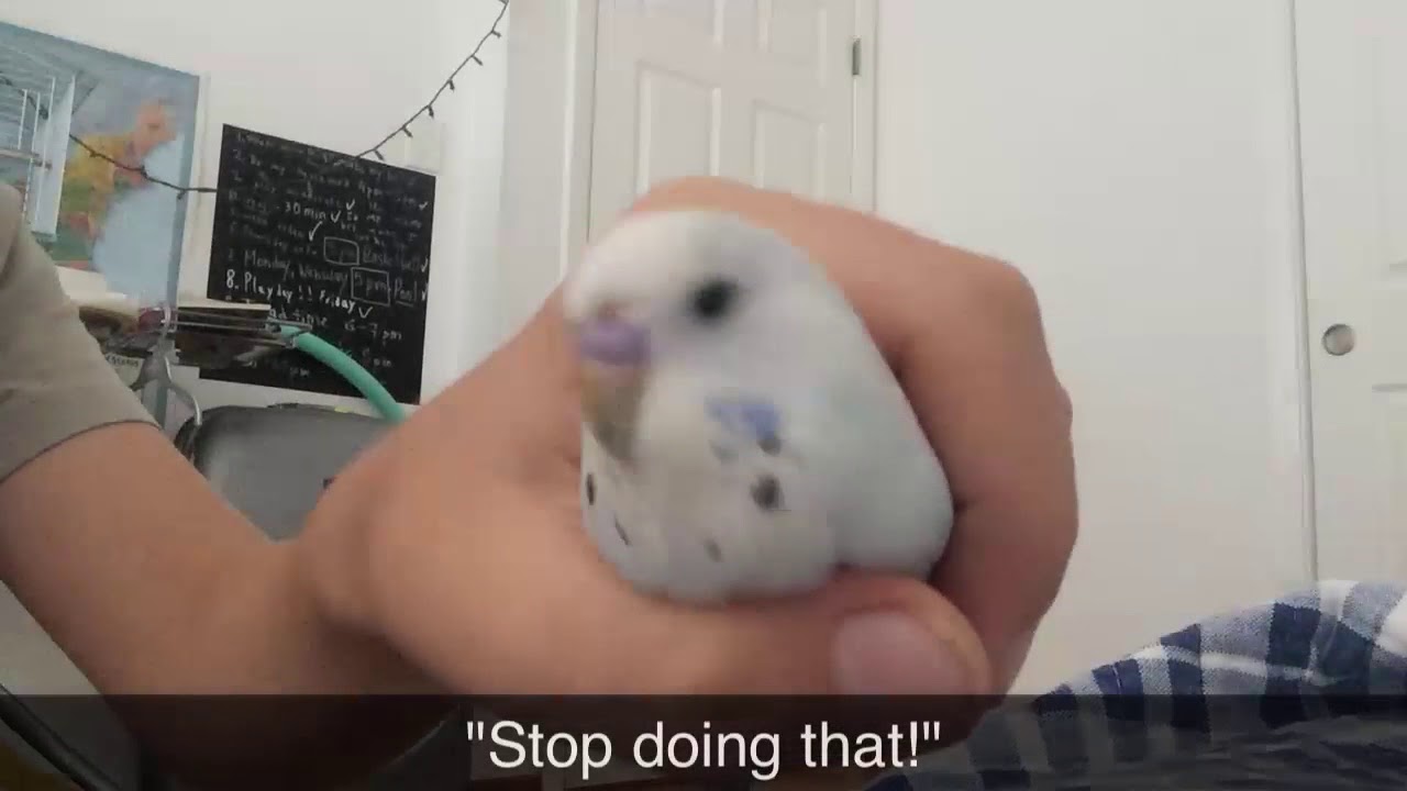 Budgie Body Language & Budgie Sound Meanings