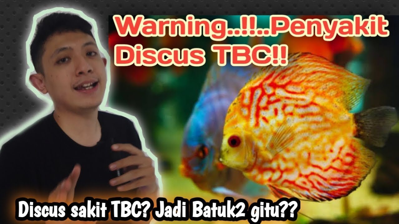 TBC Penyakit Mematikan Ikan Discus