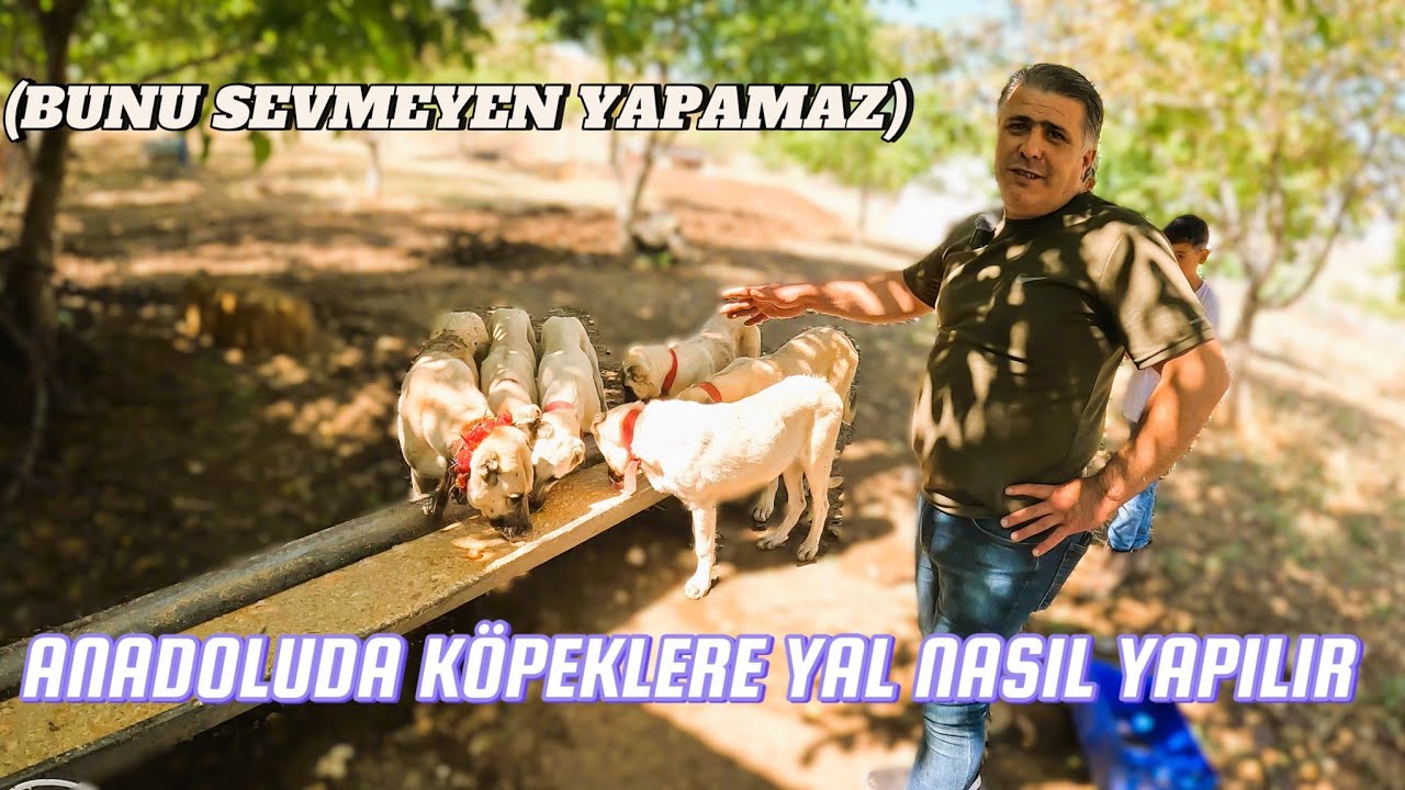 ИЗГОТОВЛЕНИЕ ЯЛОВ ДЛЯ СОБАК В АНАТОЛИИ.