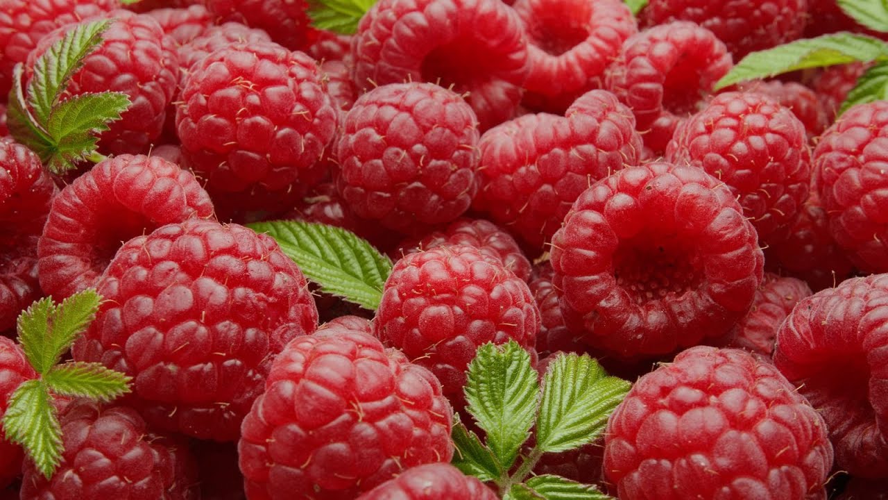 Maroc France record des exportations de framboises surgel&eacute;es en 2025