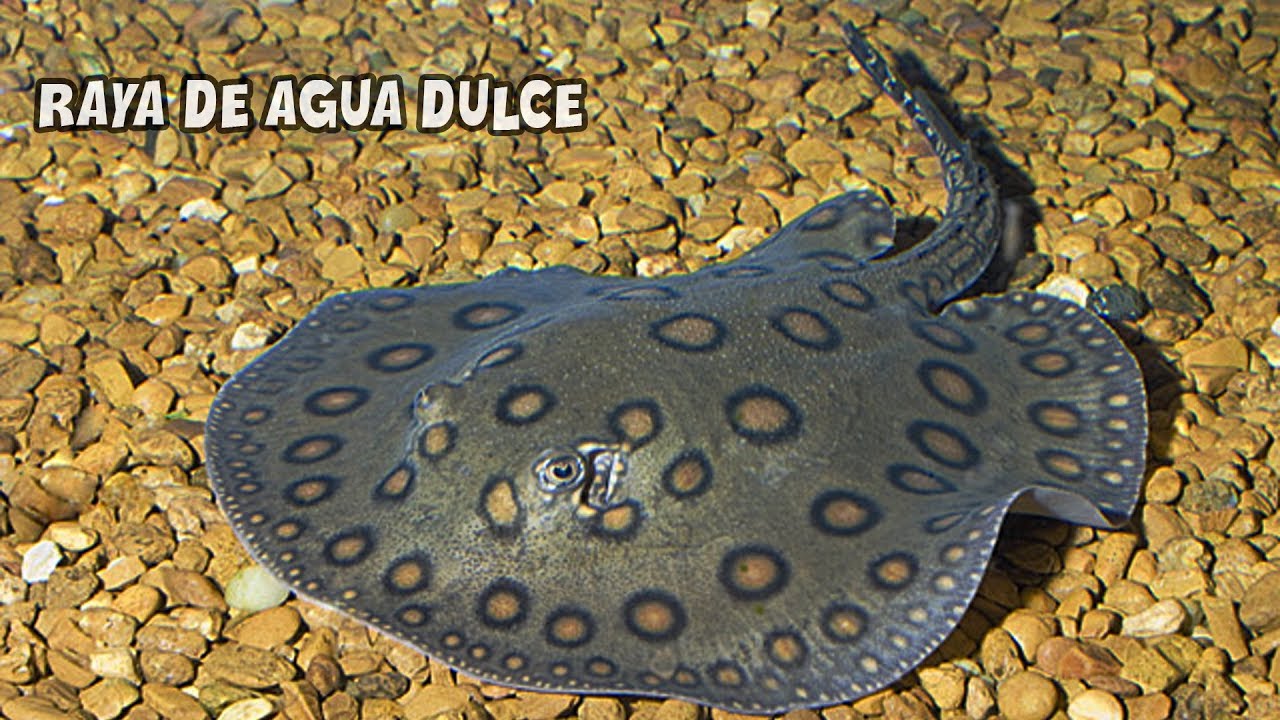 RAYA DE AGUA DULCE | Cuidados y Alimentación | MANTARRAYA | Potamotrygon motoro | AcuariosLP