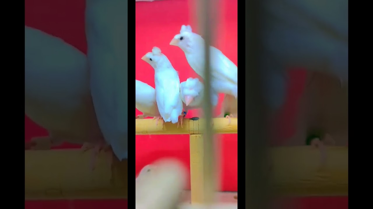 Banglies finch #shorts #birds #ytshorts