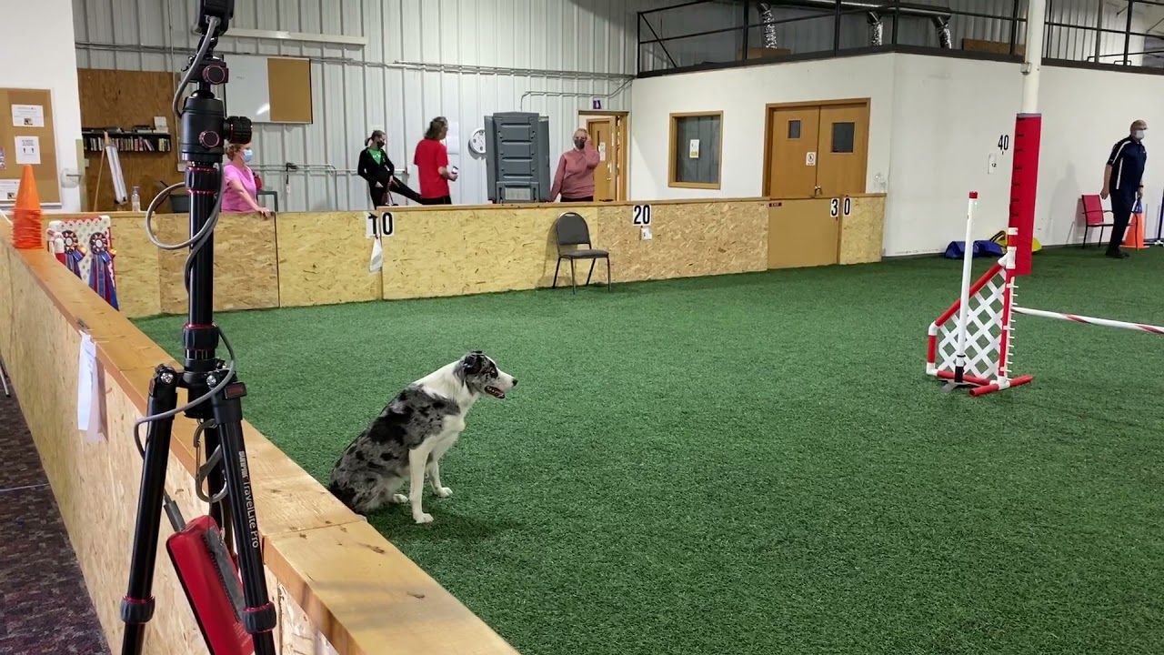 USDAA Agility Trial Performance Speed Jumping