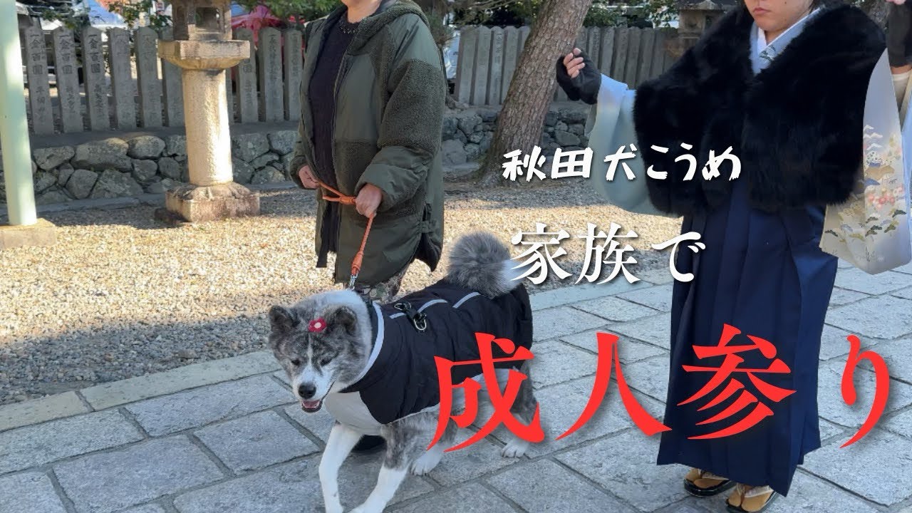 【秋田犬梅ちゃん】お姉ちゃん成人おめでとう