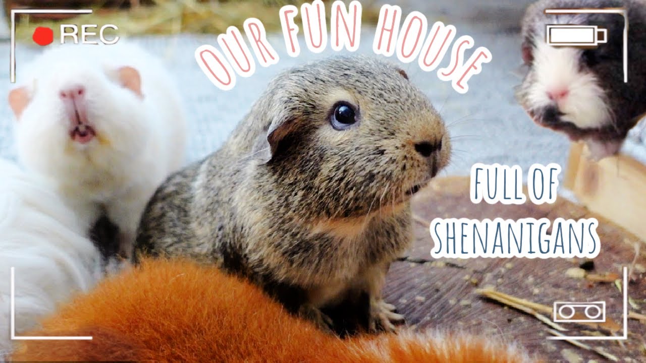 I Filmed My Guinea Pigs For 6 Hours Straight & This Is What Happened