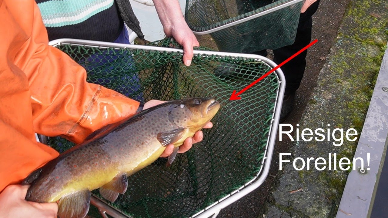Angeln ist MEHR als Fische fangen! Wir machen Forellen!