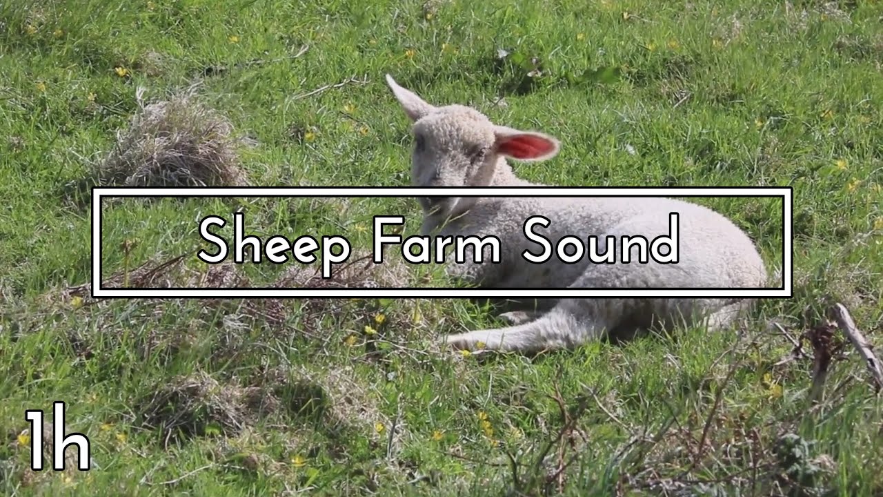 Sheep Farm Sound - 1 hour