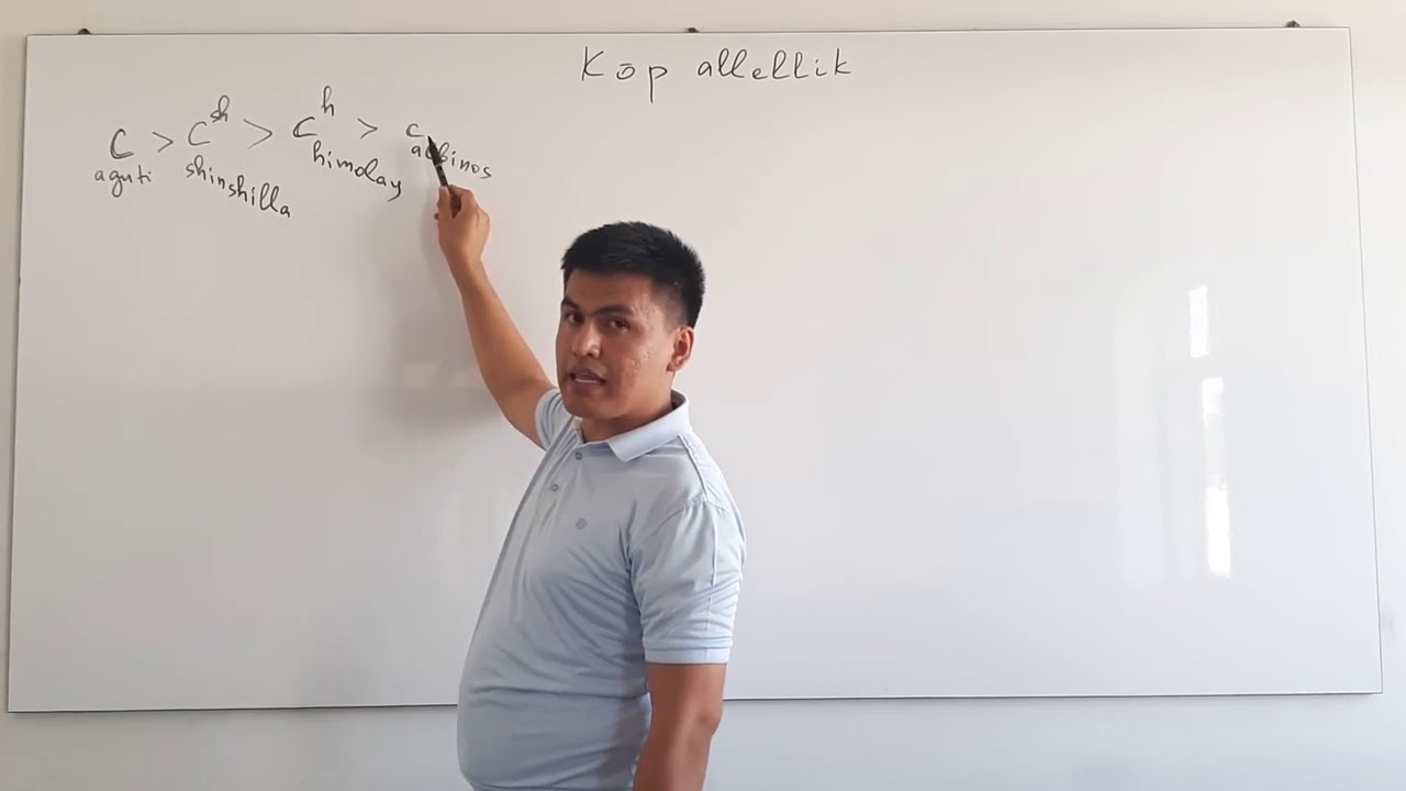 KO`P ALLELLIK va KODOMINANTLIK