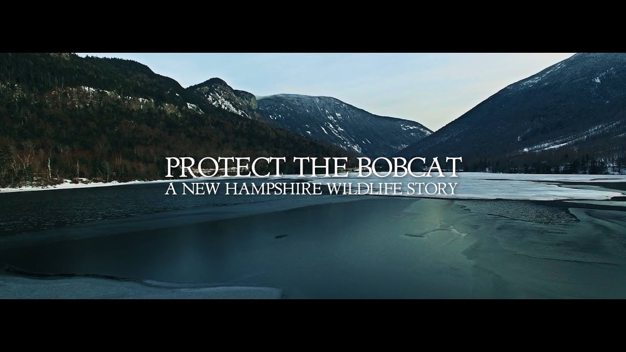 Protect the Bobcat A New Hampshire Wildlife Story