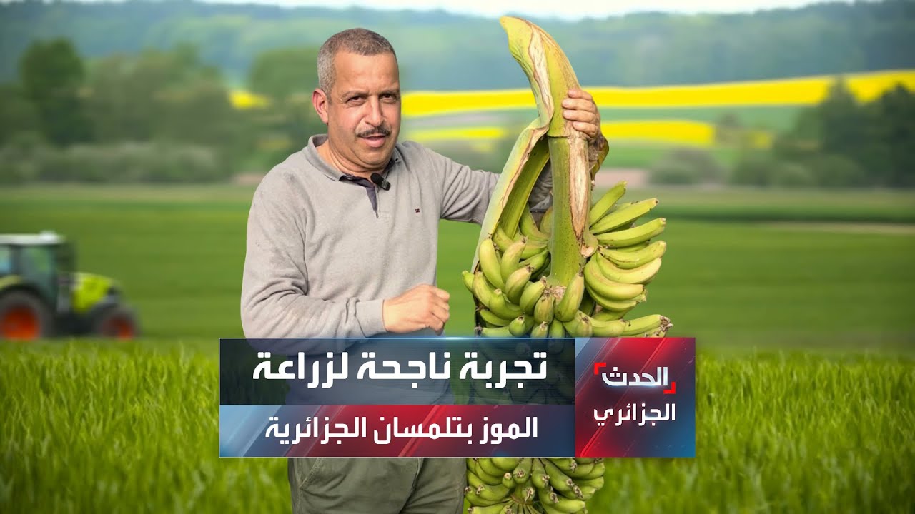 الموز الجزائري.. تجربة ناجحة في تلمسان يقودها مستثمر فلاحي