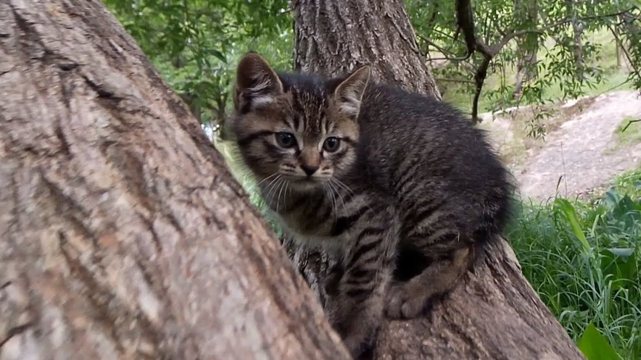 Мать-кошка полетела, когда я брала котенка, который поднимался по дереву. ,