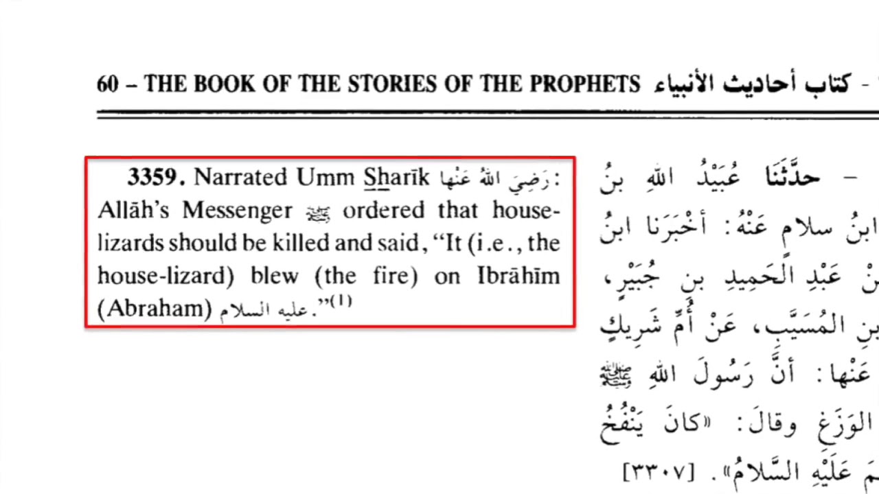 Fun Islamic Facts 17  Muhammad's War on Lizards David Wood